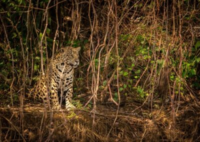 jungle safari pench