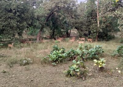 jungle safari pench