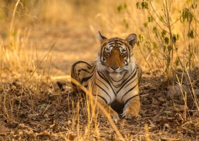 Jungle safari tadoba